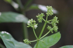 Psychotria carthagenensis