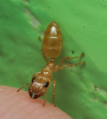 Gesomyrmex howardi