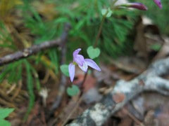 Triphora trianthophoros trianthophoros