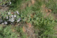 Triaspis hypericoides