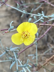 Eulobus crassifolius