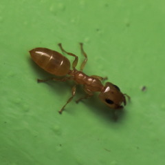 Gesomyrmex howardi