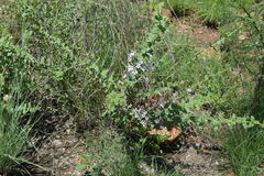 Triaspis hypericoides