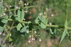 Triaspis hypericoides