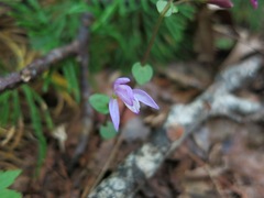 Triphora trianthophoros trianthophoros