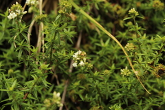 Galianthe bogotensis