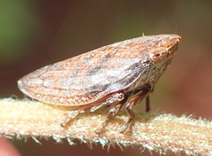 Poophilus
