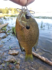 Lepomis macrochirus macrochirus