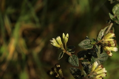 Chromolaena bullata