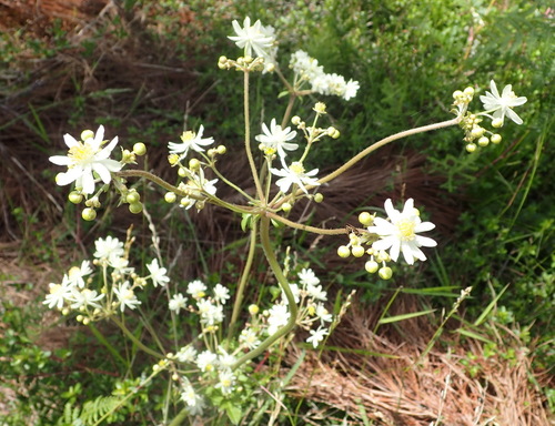 Image of Knowltonia cordata by (c) Nicola van Berkel, some rights reserved (CC BY-SA)