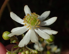 Knowltonia cordata