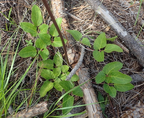 Image of Knowltonia cordata by (c) Nicola van Berkel, some rights reserved (CC BY-SA)