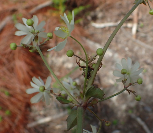 Image of Knowltonia cordata by (c) Nicola van Berkel, some rights reserved (CC BY-SA)