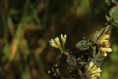 Chromolaena bullata