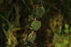 Chromolaena bullata