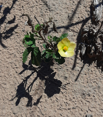 Cienfuegosia drummondii