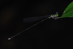 Amphicnemis gracilis