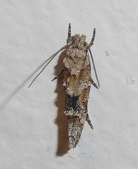 Mompha stellella
