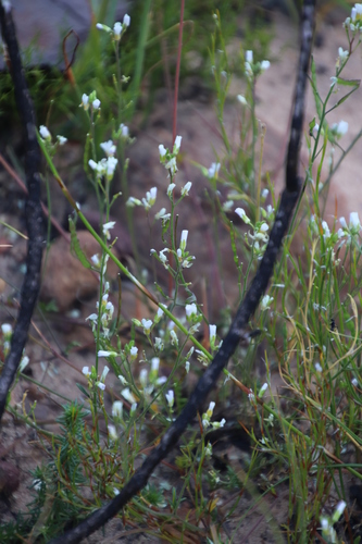 Image of Heliophila concatenata by (c) Tony Rebelo, some rights reserved (CC BY-SA)