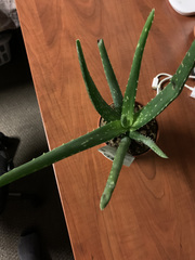 Aloe vera vera