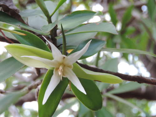 Pelliciera rhizophorae - Leaves