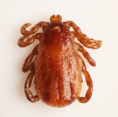 Dermacentor albipictus