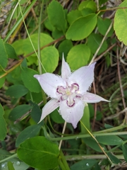Calochortus lyallii
