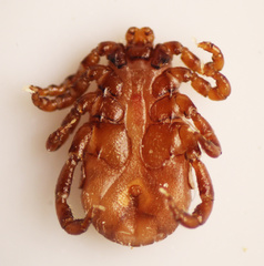 Dermacentor albipictus