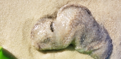 Aplidium stellatum
