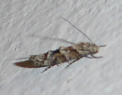 Mompha stellella