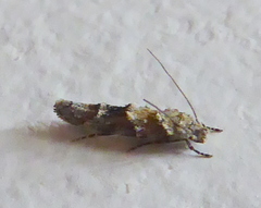 Mompha stellella