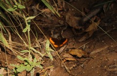 Pedaliodes phaea