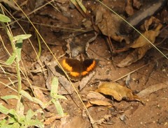 Pedaliodes phaea