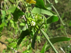 Araujia brachystephana