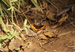 Pedaliodes phaea