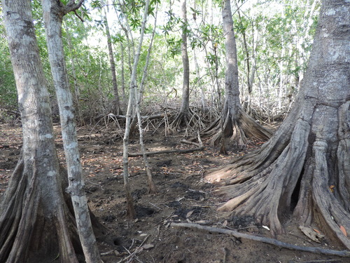 Pelliciera rhizophorae - Whole tree