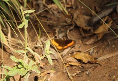 Pedaliodes phaea