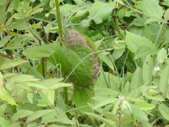Orthotomus