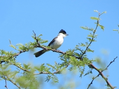 Xenopsaris albinucha