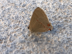 Arzecla tucumanensis