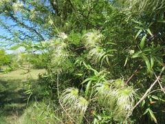 Clematis bonariensis