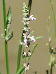 Salvia pallida