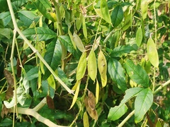 Crotalaria cytisoides