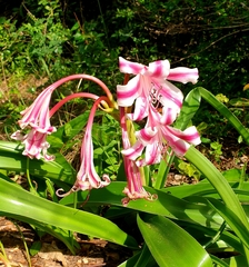 Crinum stuhlmannii delagoense