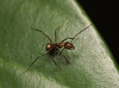 Camponotus nicobarensis
