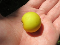 Acanthosyris spinescens