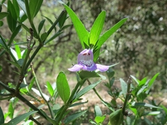Justiciinae