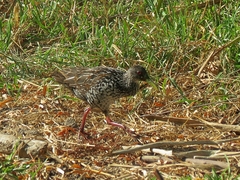 Pardirallus maculatus