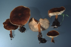Gymnopus ocior