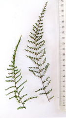 Cheilanthes parviloba